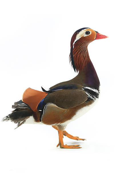 istock male mandarin duck 629838466