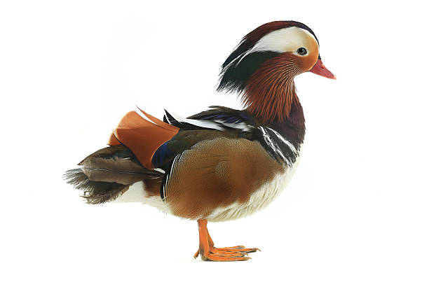 male mandarin duck