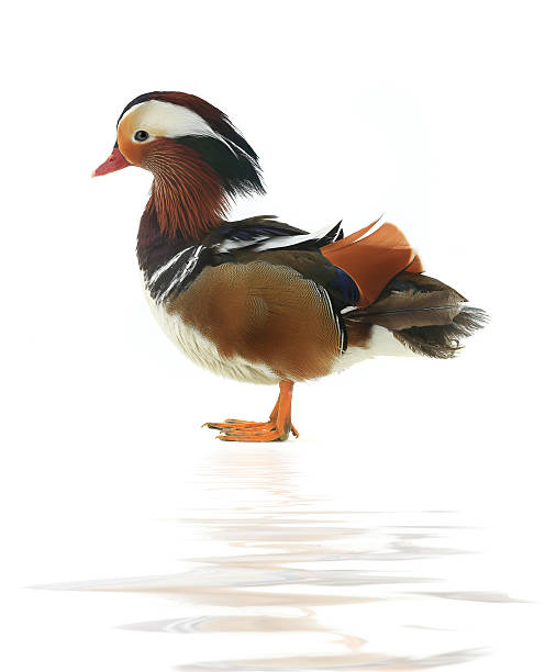 istock male mandarin duck 629838620
