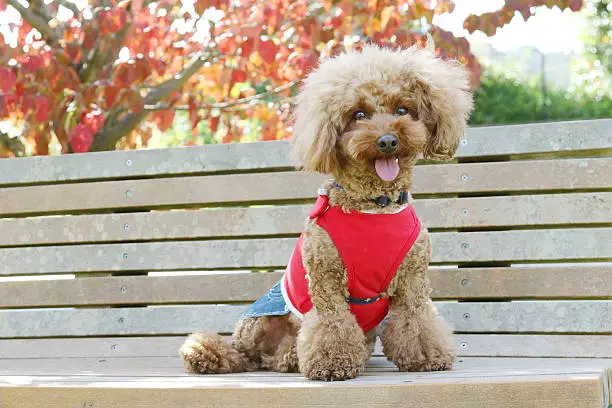 Dog, Toy Poodle