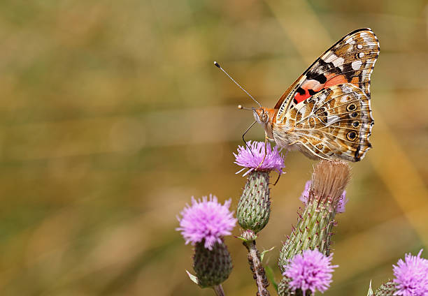 istock Vanessa cardui the painted lady or cosmopolitan 629838984