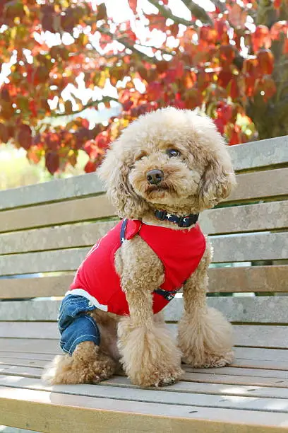 Dog, Toy Poodle