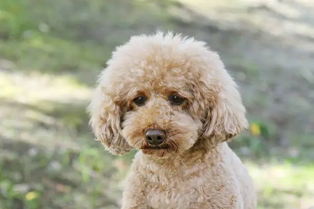 Dog, Toy Poodle