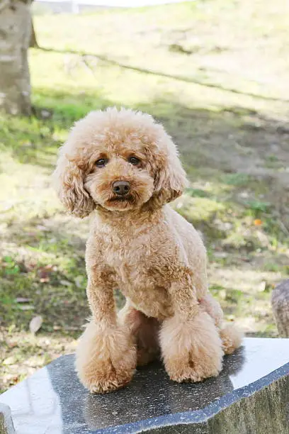 Dog, Toy Poodle