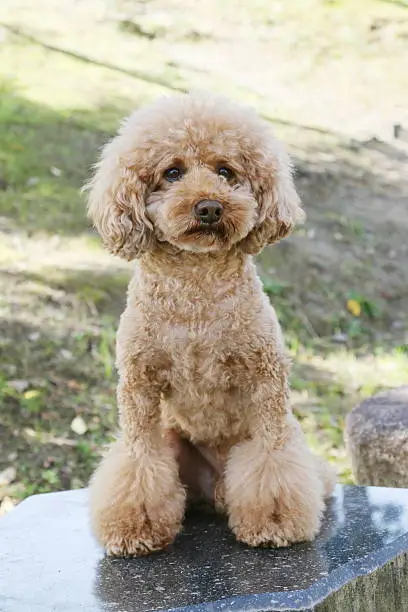 Dog, Toy Poodle