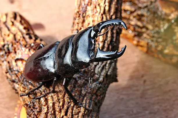 Photo of Staffed Dorcus titanus typhon stag beetle  ,male , perched on branches.