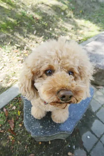 Dog, Toy Poodle