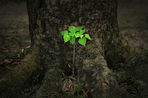 Young tree of Ficus rumphii