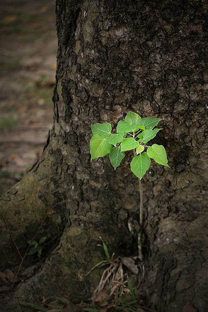 istock Young tree of Ficus rumphii 629840550