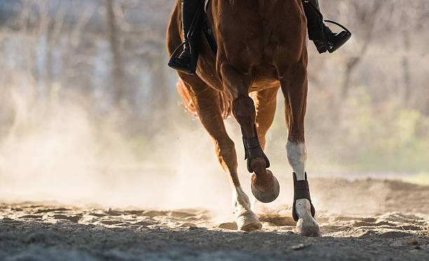 istock horse riding in autumn 629840800
