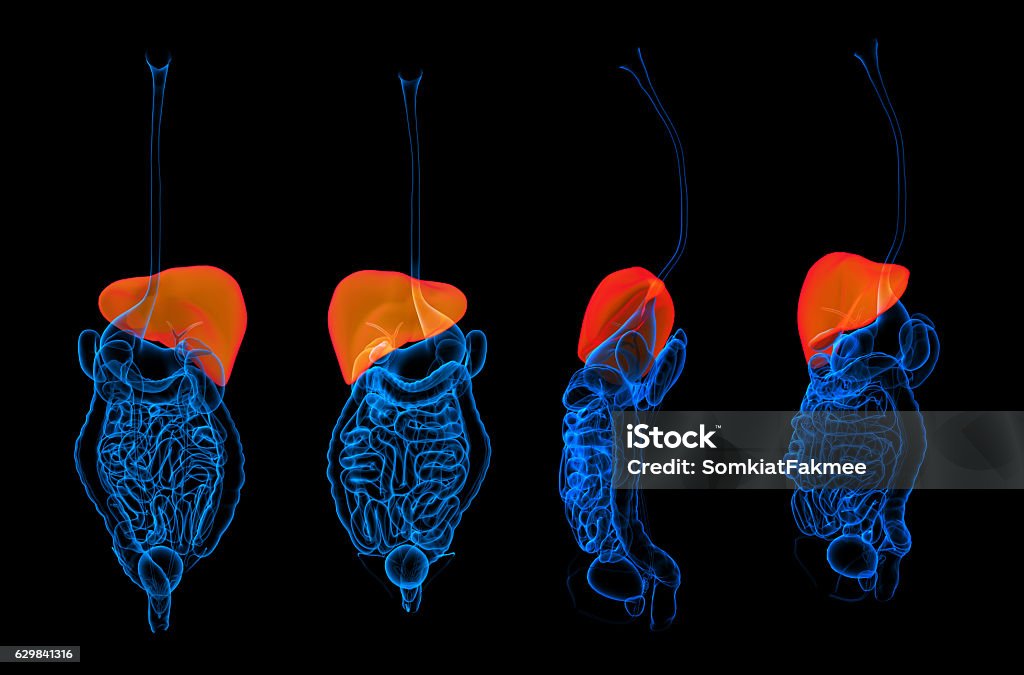 Red Color Digestion 3d Rendering Human Digestive System Liver Red Colored Stock Photo ...