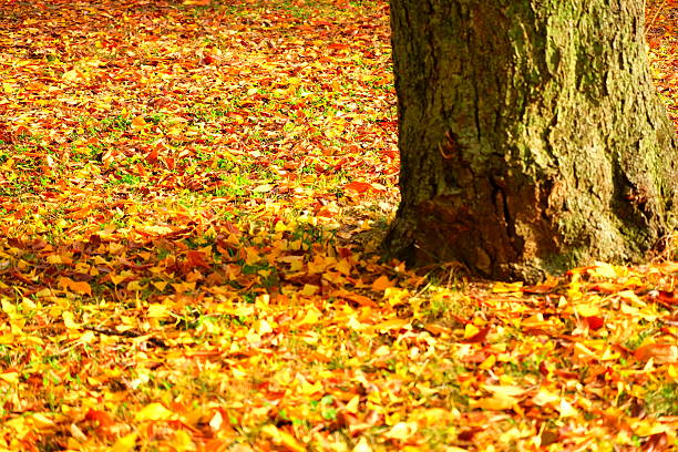 istock fallen leaves in autumn 629842042