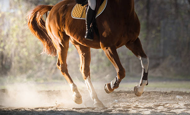 istock horse riding at autumn 629863254