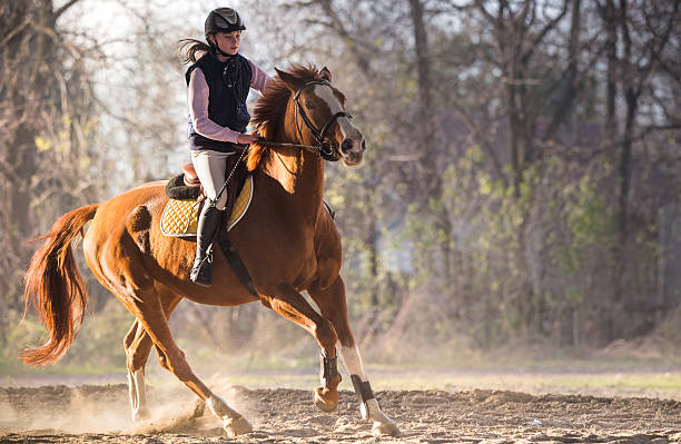 Woman with helmet riding a brown horse on a meadow beside a forest. Sun and clouds in the background. Lens flare.