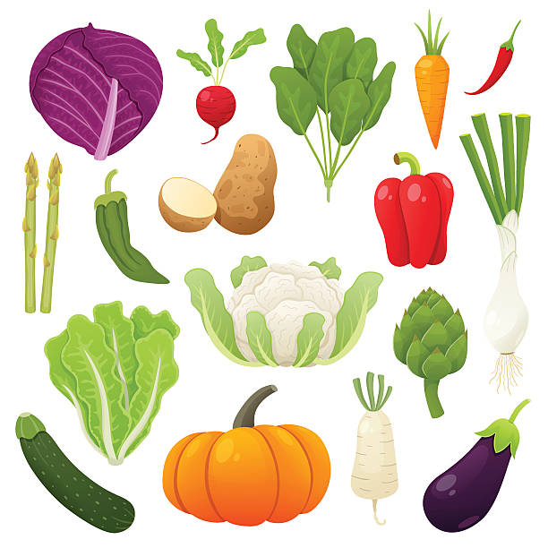 ilustrações de stock, clip art, desenhos animados e ícones de cute and tasty vegetables collection. vector illustration. - zucchini