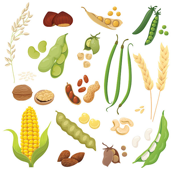 ilustrações de stock, clip art, desenhos animados e ícones de isolated legumes, grains and nuts set - ervilha