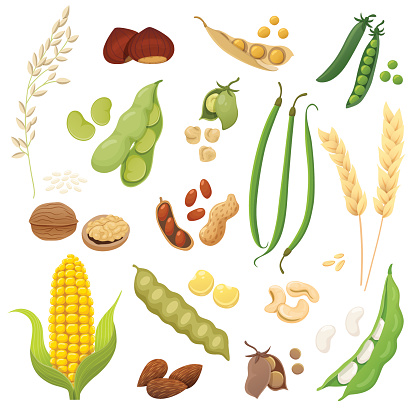 Cute and tasty legumes, grains and nuts collection. Vector illustration.