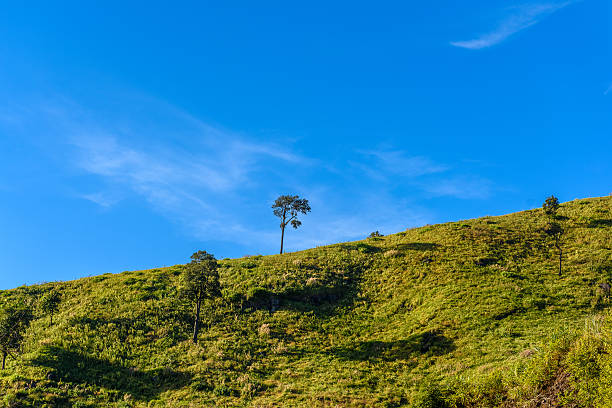 istock solitary tree on grassy hill and blue sky with clouds 629865372