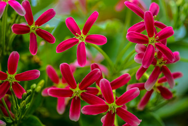 liane de rangoon s’épanouissant dans la nature - drunen photos et images de collection