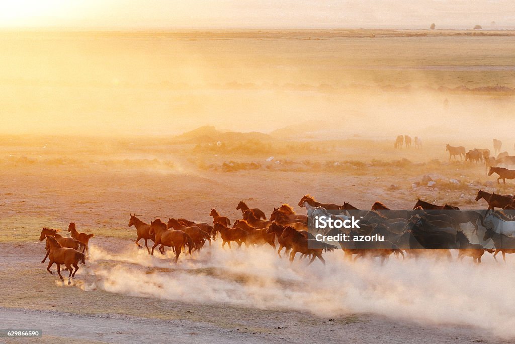 Once Upon a Time Kayseri Running towards Freedom Horse Stock Photo