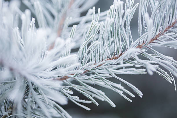 istock Winter scene - Frosted pine branches. Winter in the woods 629867816