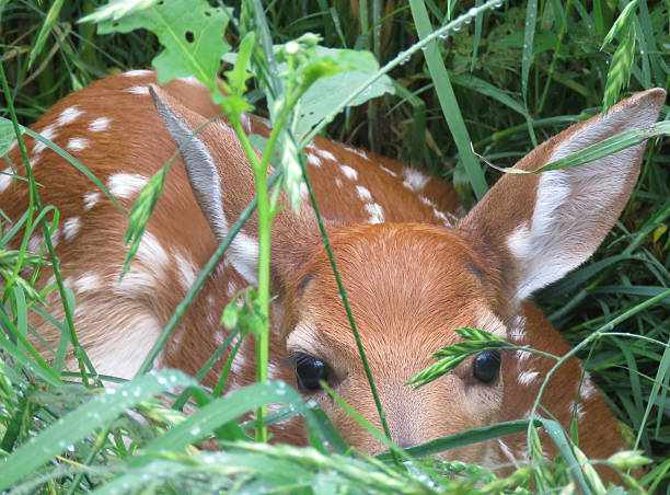 istock Deer Fawn hiding in the grass 629868306