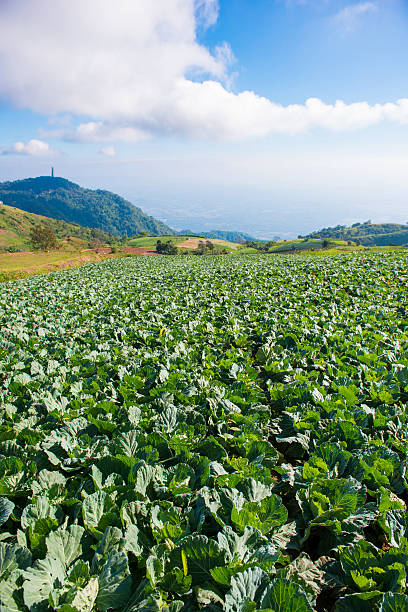 istock Cabbage planted on garden in hill 629868322
