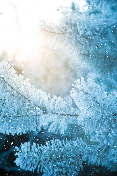 istock Winter scene - snowfall in the woods 629868648