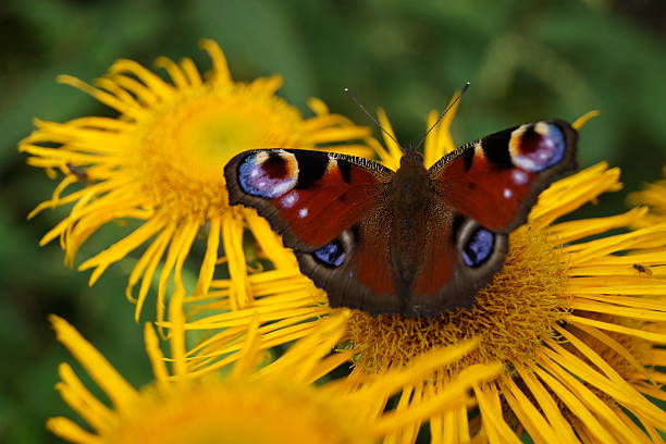 istock Butterfly on yellow flowers 629869048