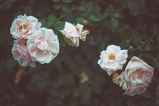 istock Garden rose on a dark day 629869064