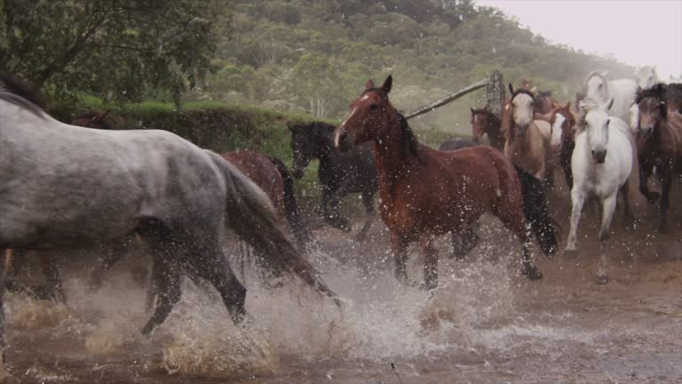 Horses Running Stampede