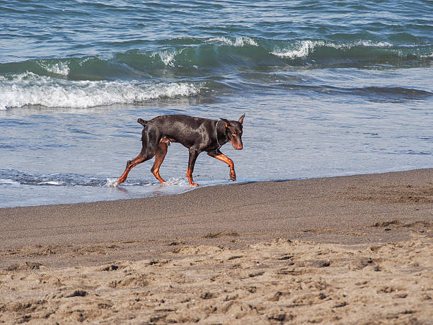 istock Happy Doberman walking on the beach 629940740