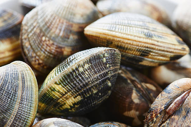 istock Raw clams close up 629941350