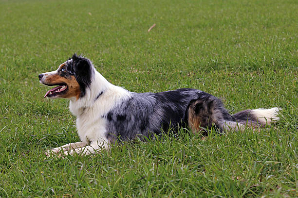 pastor australiano  - hundesport fotografías e imágenes de stock