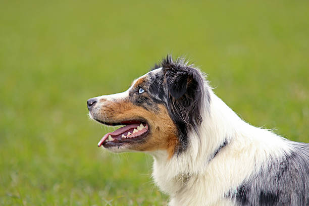 pastor australiano  - hundesport fotografías e imágenes de stock