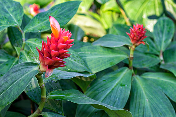 Orange Tulip Ginger flowers Orange tulip ginger, also known as Dwarf orange ginger, Spiral ginger, or Costus barbatus. With the science name costus stock pictures, royalty-free photos & images