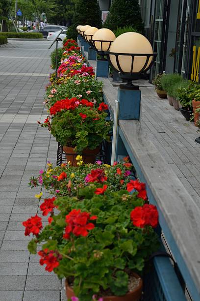 istock flower on the terrace 629943338