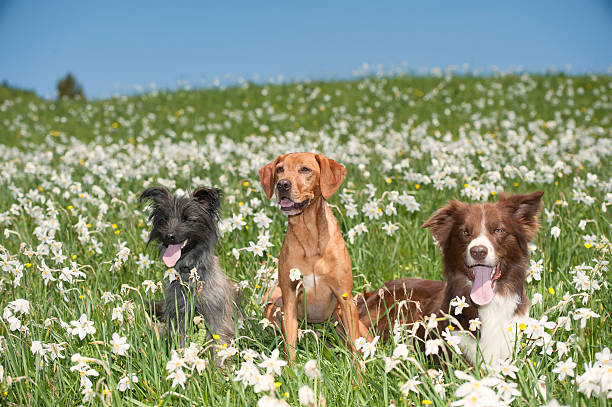 gorup von niedlichen hunden in blumen - group of dogs stock-fotos und bilder