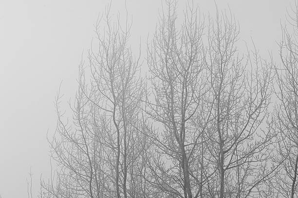 istock The trees in the mysterious mystical mist. Mood, sadness, apathy 629943848