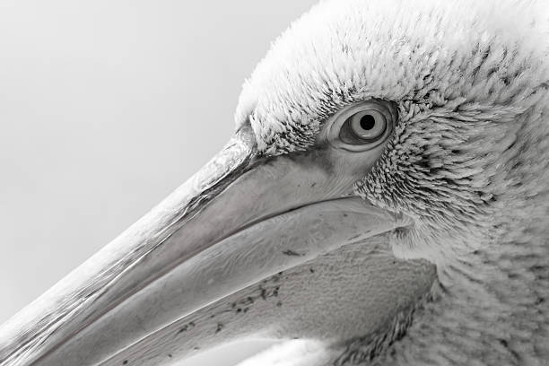 istock Pelican big bird head macro 629950328