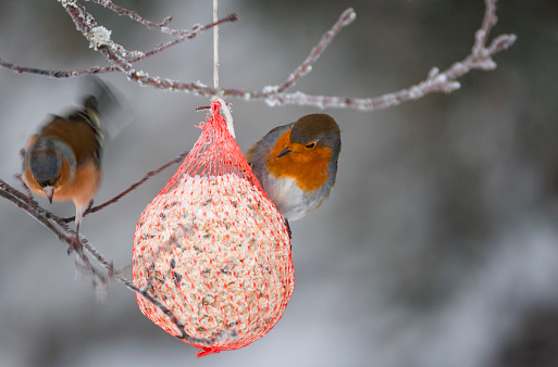 A European Robin, Erithacus rubecula, on a fatball with a Chaffinch, Fringilla coelebs, balancing on an adjacent twig.