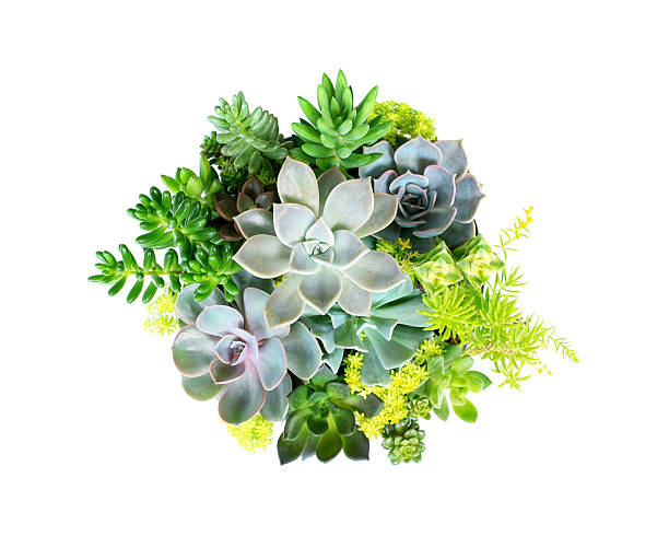 echeveria suculento conjunto de plantas isolada em fundo branco - molho arranjo - fotografias e filmes do acervo