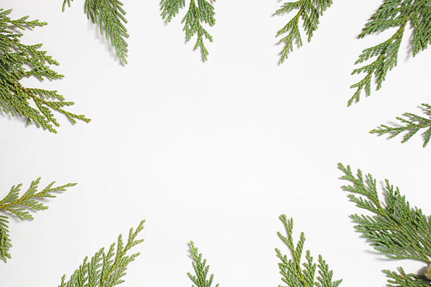 Frame with Japanese cypress (Chamaecyparis, coniferous tree) Frame with Japanese cypress (Chamaecyparis, coniferous tree) leaves isolated on white background. Flat lay, overhead view. Evergreen fir tree decoration for christmas card, new year pattern chamaecyparis stock pictures, royalty-free photos & images