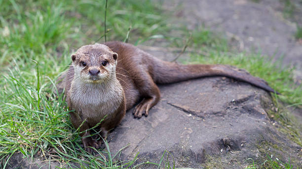 istock Otter is playing in the grass 629951698