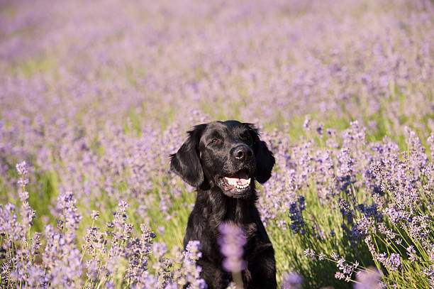 Black dog sitting in lavender field