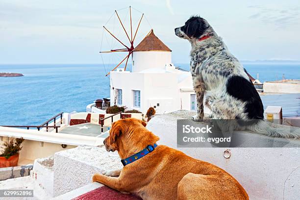 Santorini Stock Photo - Download Image Now - Cityscape, Cyclades Islands, Dawn