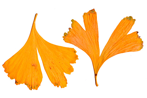 Two pieces of ginkgo fallen leaves on white background