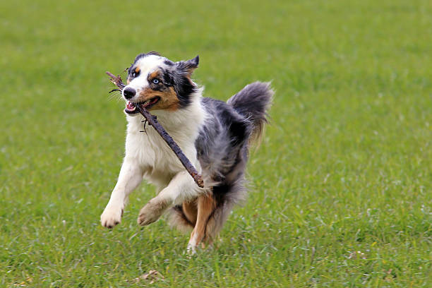 pastor australiano  - hundesport fotografías e imágenes de stock