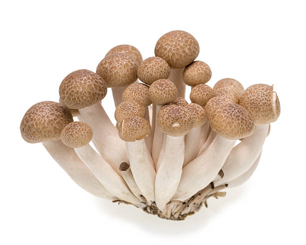 shimeji mushrooms brown varieties isolated on white background shimeji mushrooms brown varieties isolated on white background buna shimeji stock pictures, royalty-free photos & images