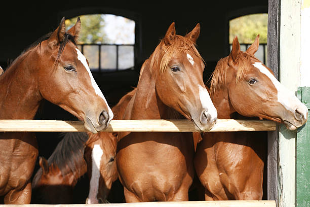 안정된 문에 서 있는 멋진 서러브레드 필리 - livestock horse bay animal 뉴스 사진 이미지